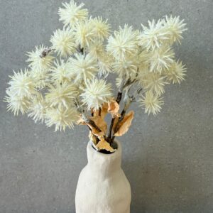 ענף לבן קוצני