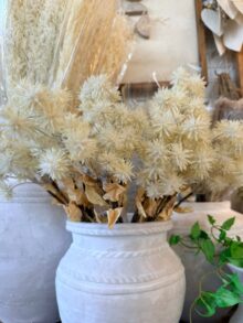 ⁦ענף לבן קוצני⁩ – תמונה ⁦8⁩