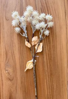 ⁦ענף לבן קוצני⁩ – תמונה ⁦3⁩