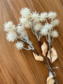 ⁦ענף לבן קוצני⁩ – תמונה ⁦2⁩