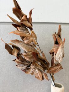 ⁦ענף עלי סתיו⁩ – תמונה ⁦3⁩