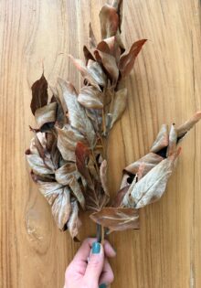 ⁦ענף עלי סתיו⁩ – תמונה ⁦9⁩