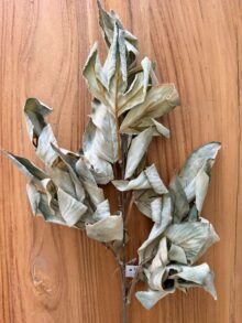 ⁦ענף עלי סתיו⁩ – תמונה ⁦4⁩