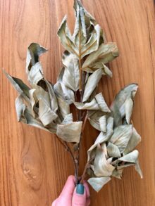 ⁦ענף עלי סתיו⁩ – תמונה ⁦6⁩