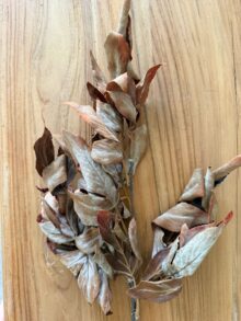 ⁦ענף עלי סתיו⁩ – תמונה ⁦8⁩