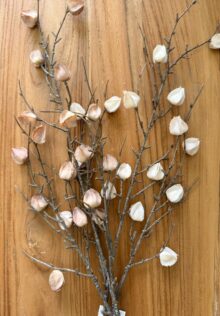 ⁦זוג ענפי פעמונית⁩ – תמונה ⁦3⁩