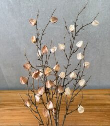 זוג ענפי פעמונית