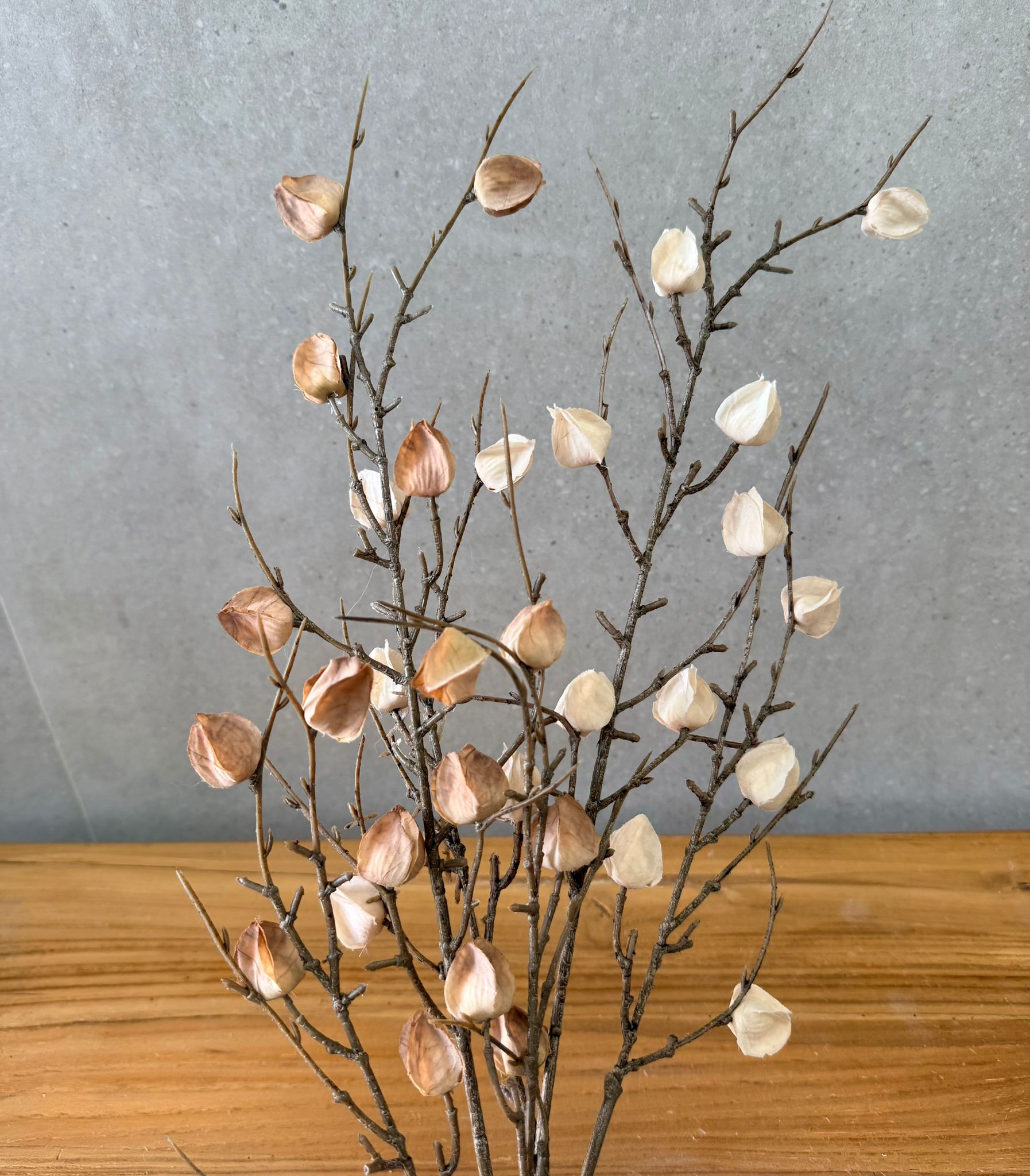 ענף פעמוני (5) זוג ענפי פעמונית – תמונה 1