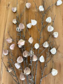 ⁦זוג ענפי פעמונית⁩ – תמונה ⁦2⁩