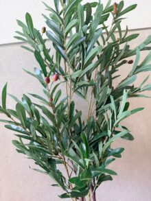 עץ זית עם זיתים