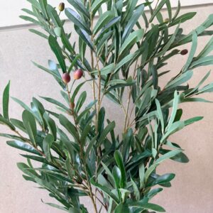 עץ זית עם זיתים