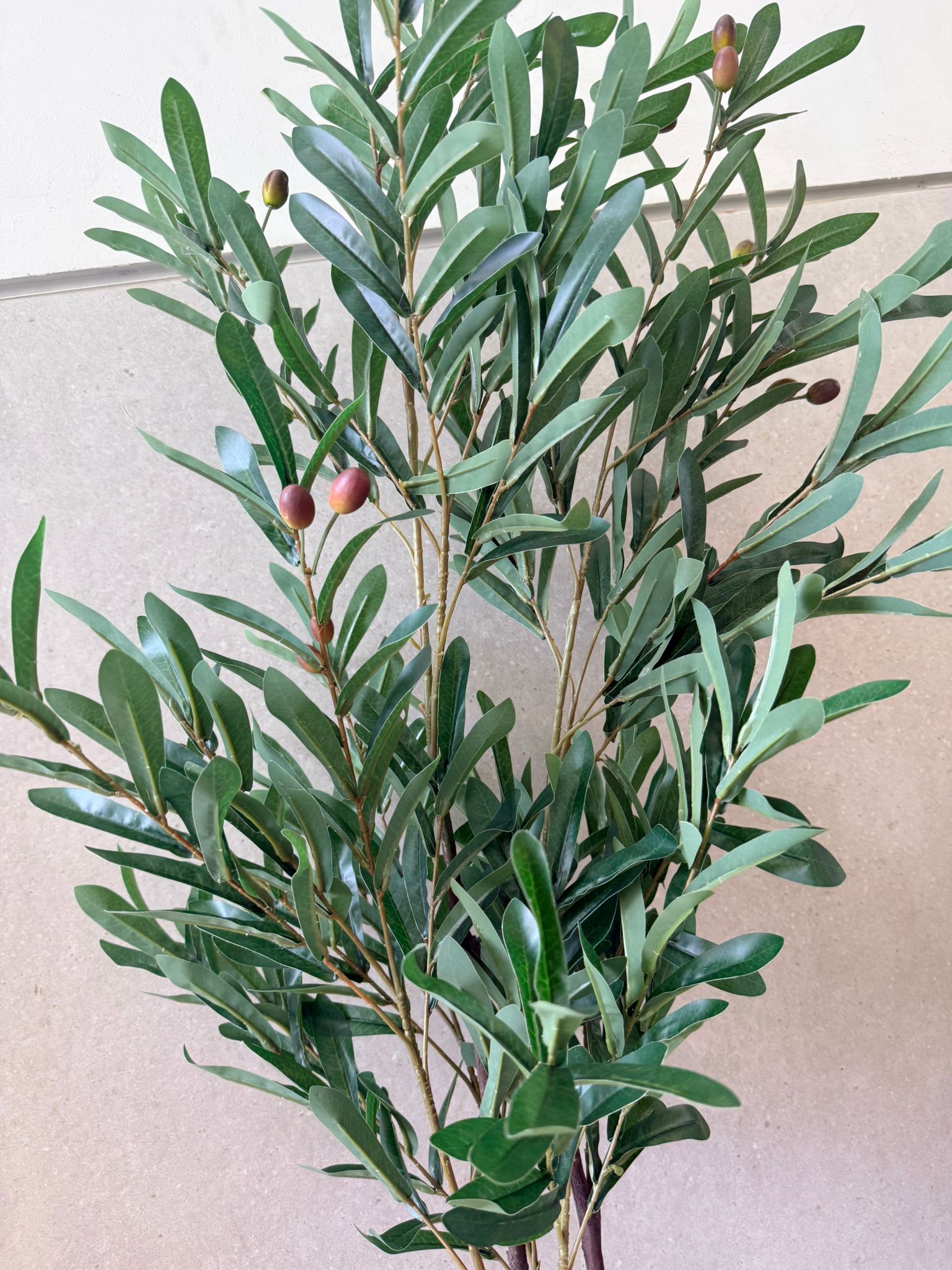 עץ זית (1) עץ זית עם זיתים – תמונה 1