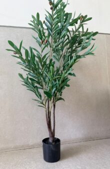 ⁦עץ זית עם זיתים⁩ – תמונה ⁦4⁩