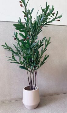 ⁦עץ זית עם זיתים⁩ – תמונה ⁦3⁩