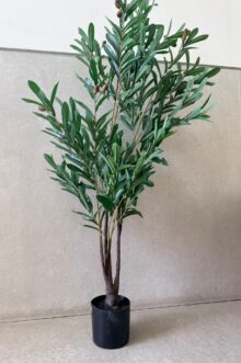 ⁦עץ זית עם זיתים⁩ – תמונה ⁦2⁩