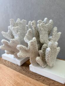 ⁦זוג תומכי ספרים אלמוגים⁩ – תמונה ⁦2⁩