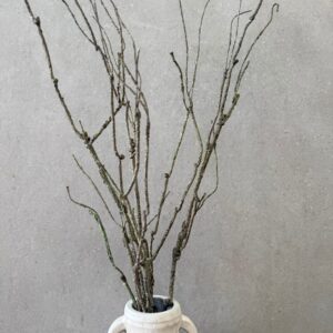 Minimalist decor: white ceramic vase with dried branches against gray concrete wall.